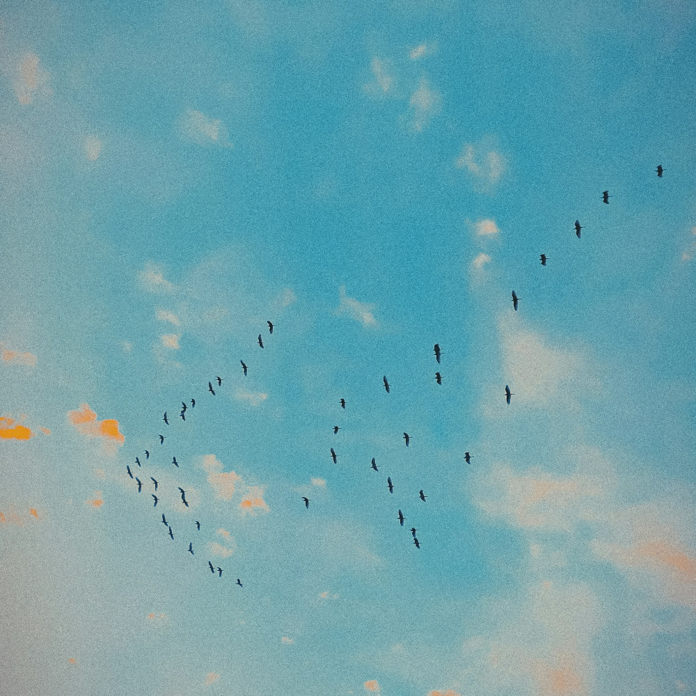 birds in clear blue sky