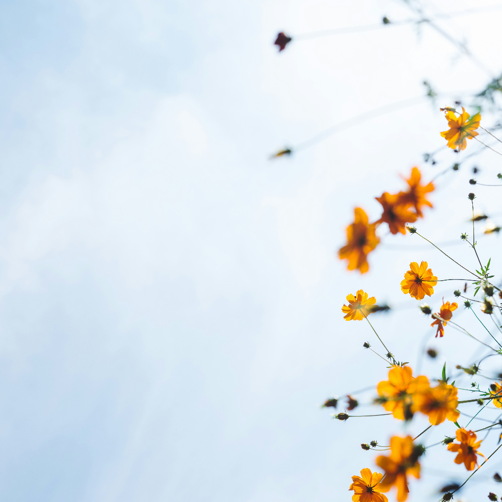 cosmos flowers